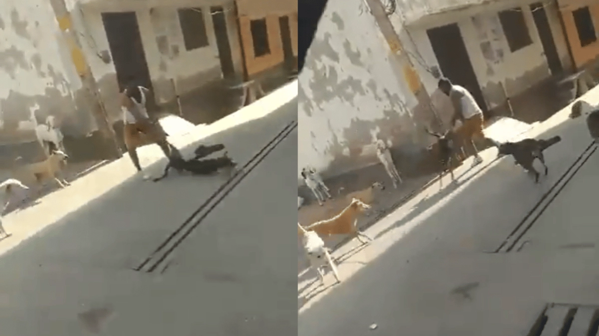 video-shows-man-repeatedly-beating-stray-dog-in-baghpat-outraged-internet-demands-arrest